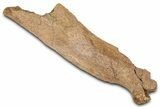 Hadrosaur (Edmontosaurus) Vertebra Spinous Process - Wyoming #381181-1